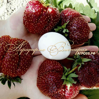 Клубника БЛЭК СВОН (КРУПНОМЕР! ОГРОМНЫЙ КУСТ, УРОЖАЙ В ГОД ПОСАДКИ) Клубника БЛЭК СВОН (КРУПНОМЕР! ОГРОМНЫЙ КУСТ, УРОЖАЙ В ГОД ПОСАДКИ)